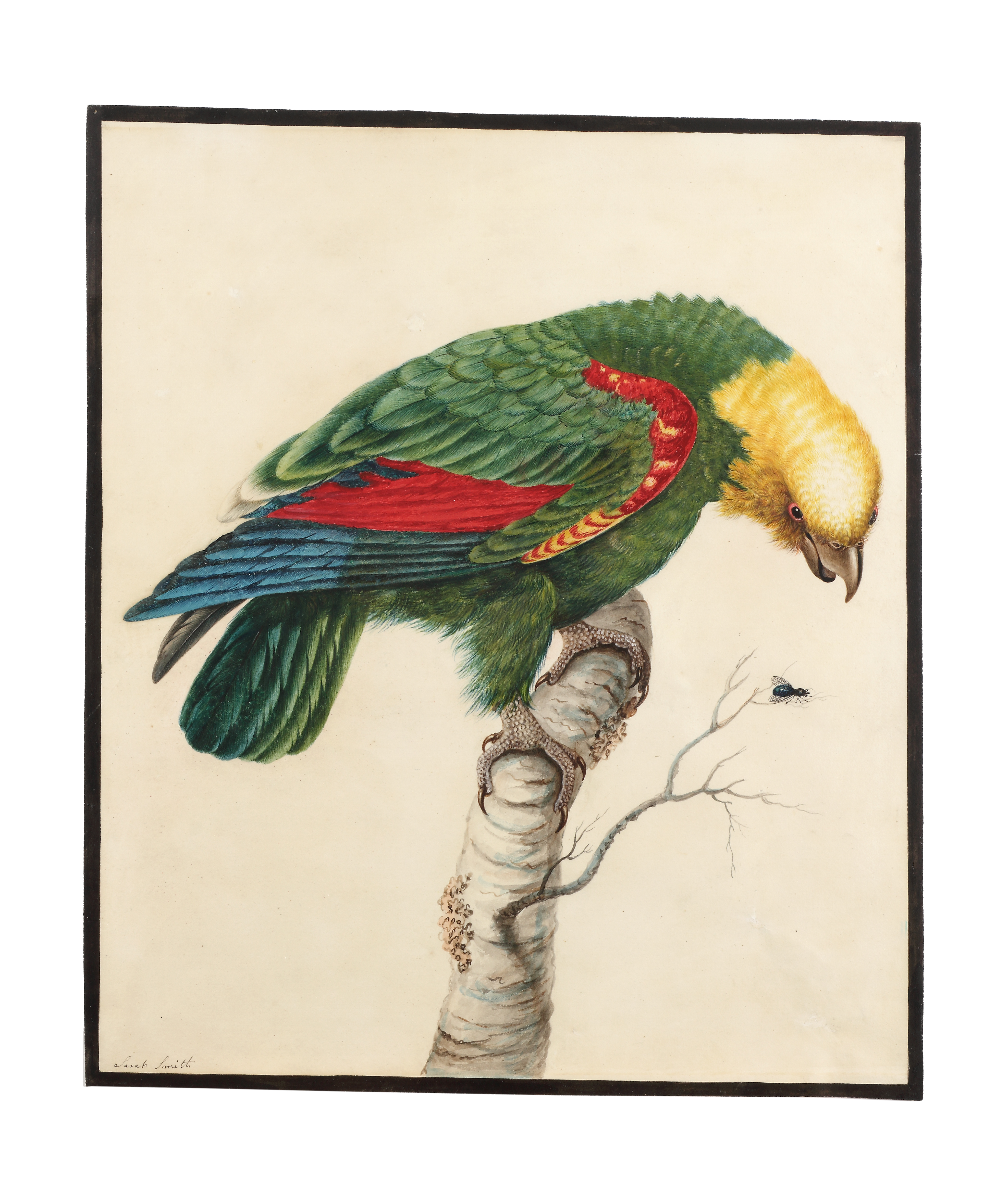 Sarah Stone (1760 - 1844)